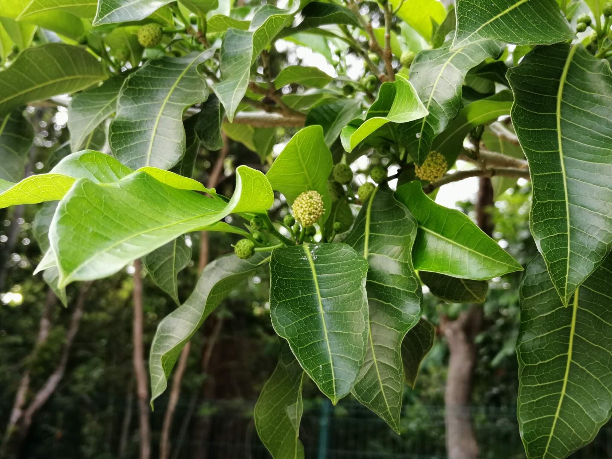 Brosimum alicastrum 